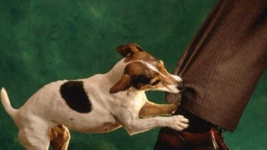 Cães conseguem identificar um autêntico mau caráter rf