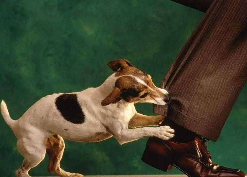 Cães conseguem identificar um autêntico mau caráter rf