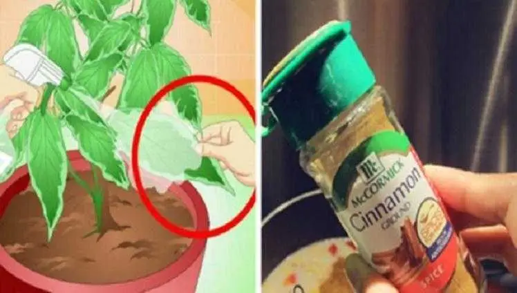 canela em po nas plantas voce vai fazer o mesmo Canela em pó nas plantas! Você vai fazer o mesmo quando souber o que acontece