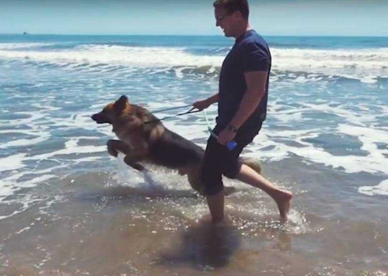 cao acorrentado por 5 anos ve o mar pela primeira Cão acorrentado por 5 anos vê o mar pela primeira vez e uiva de alegria