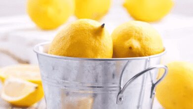 Cão de abrigo prestes a ser adotado se recusa a ir embora sem seu melhor amigo