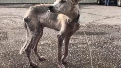 Cão desnutrido faz transformação emocionante após ser salvo de seu dono negligente