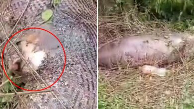 Cobra explode após comer uma vaca inteira e imagens viralizam nas redes sociais