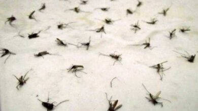 Como acabar com as moscas de casa