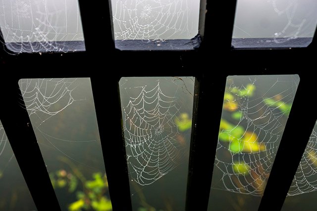 As teias de aranha aparecem em portas, janelas, quinas de paredes e teto