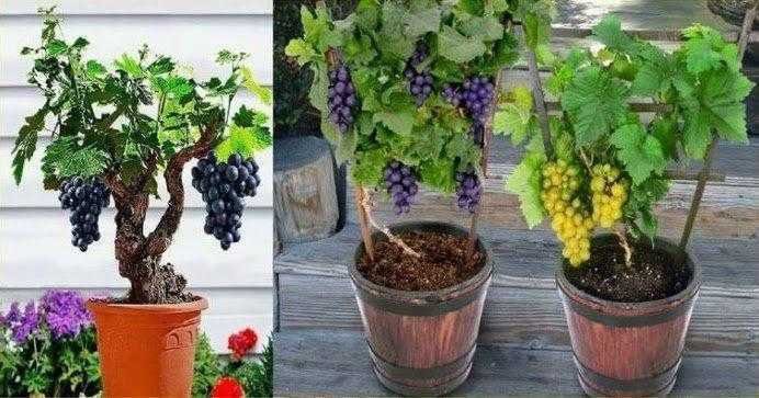 Como cultivar uvas em casa