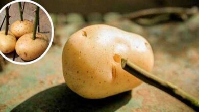 Como enraizar uma rosa já cortada e fazê-la florescer de novo