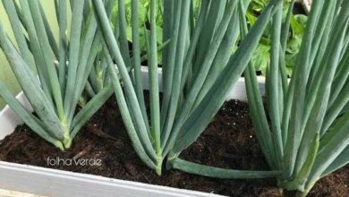como plantar cebolinha da forma correta em vaso ou balde Como Plantar Cebolinha da Forma Correta Em Vaso Ou Balde