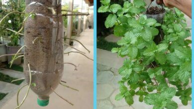 Como Plantar Hortelã Na Garrafa PET