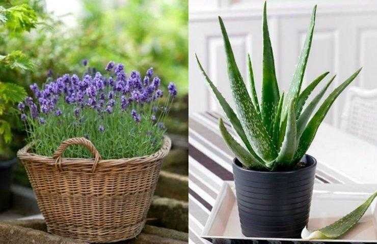 conheca as plantas que purificam o ar Conheça as plantas que purificam o ar