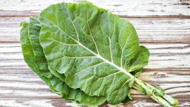 Couve pode deixar seu cérebro 11 anos mais jovem