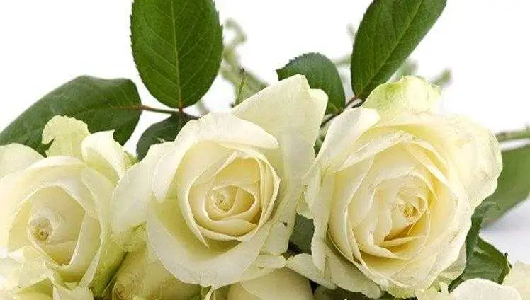 Beautiful bouquet of white roses