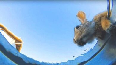 Ele esconde a câmera no balde da água para ver quem vem beber, e o resultado impressiona