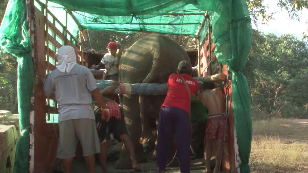 elefante de 73 anos e visto chorando quando libertado da