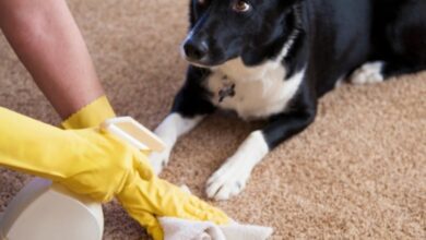 Eliminar cheiro de urina de animal