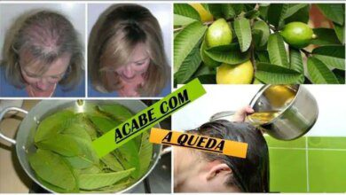folhas da goiabeira evitam 100 da queda do cabelo e Folhas da goiabeira evitam 100% da queda do cabelo e o fazem crescer rapidamente