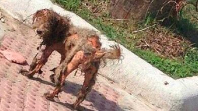 Foto de cão abandonado viraliza. Um olhar atentamente descobre um INCRIVEL segredo