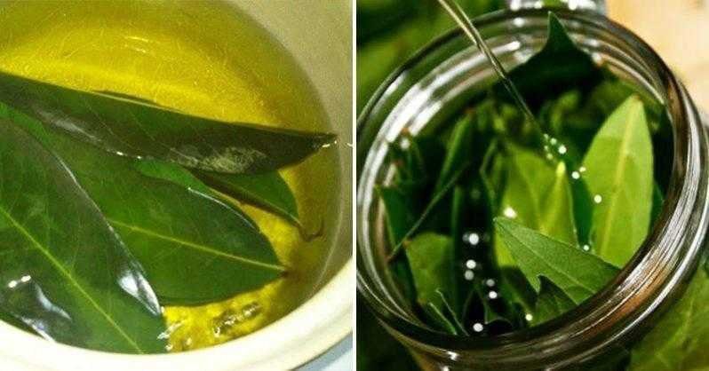 Louro combate insônia, pressão alta, açúcar e gordura no sangue r3