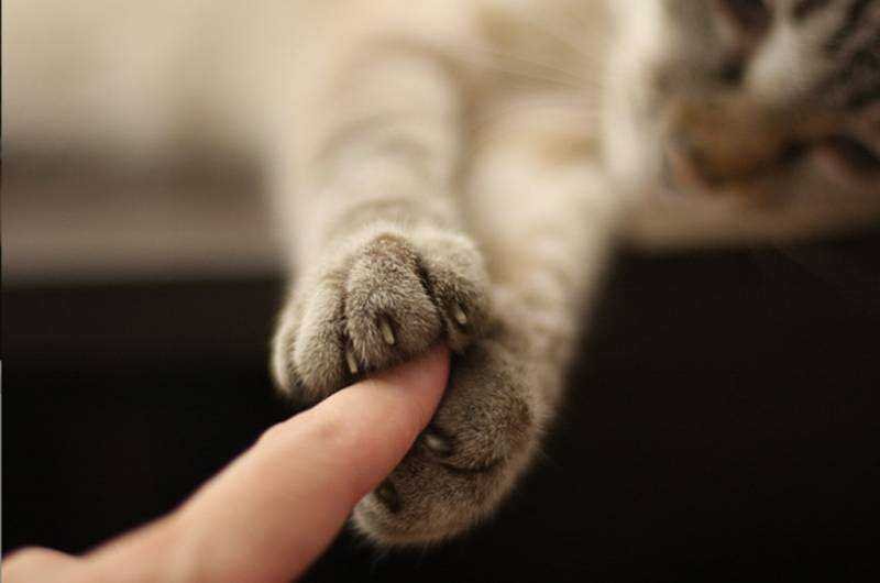 momento tocante mostra foto de gato segurando mao de dono Momento tocante mostra foto de gato segurando mão de dono minutos antes de sua morte.