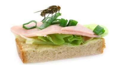 O Que Acontece Quando uma Mosca Pousa na Sua Comida? Descubra!