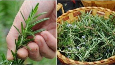 Os incríveis benefícios do alecrim 21