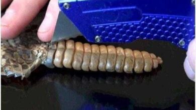 pai e filho cortam um rabo de cascavel o que Pai e filho cortam um rabo de cascavel. O que encontram? Inacreditável…