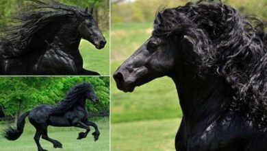 Parece um cavalo normal de costas. Mas quando ele se vira? Você vai se apaixonar por sua beleza