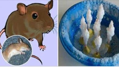 pegue agua adicione sal e este ingrediente secreto – coloque Pegue água, adicione sal e este ingrediente secreto – coloque nos cantos de sua casa e logo todos os ratos vão desaparecer!