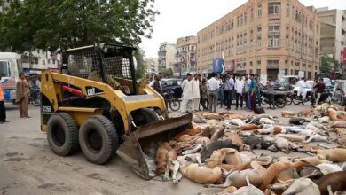 Prefeitura envenena mais de mil cães e promete matar mais 2 mil, veja