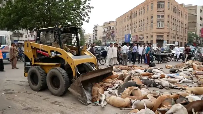 prefeitura envenena mais de mil caes e promete matar mais Prefeitura envenena mais de mil cães e promete matar mais 2 mil, veja