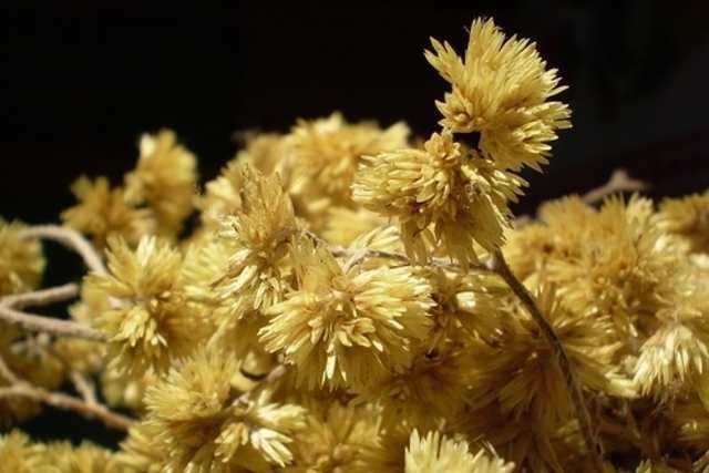 Remédios caseiros para dor de dente