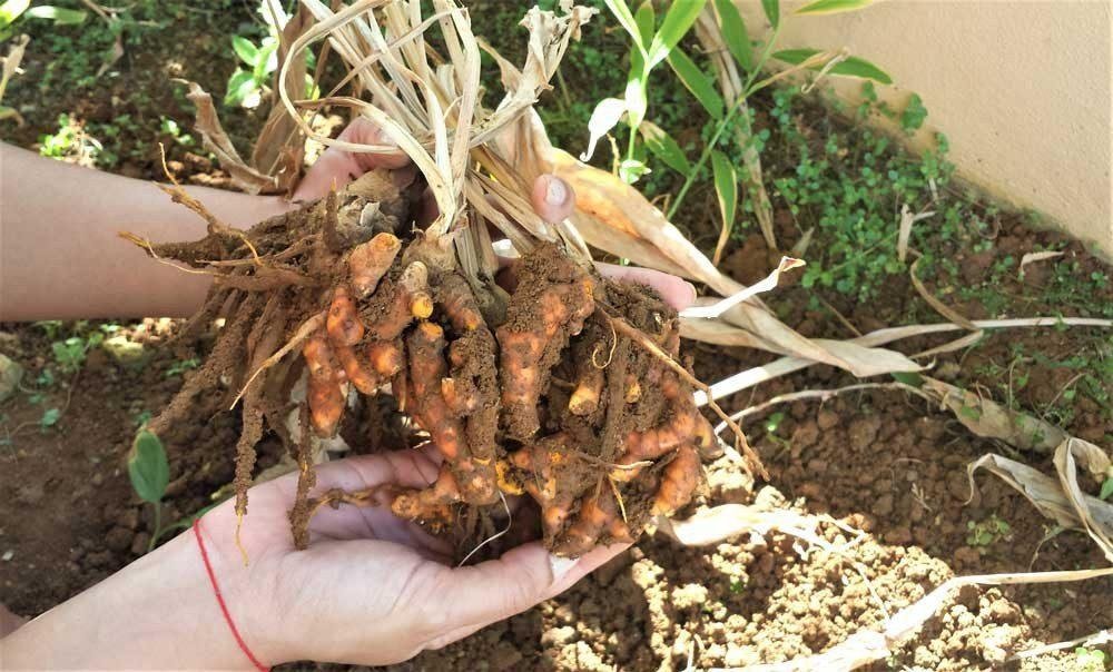 Saiba como plantar açafrão na sua casa