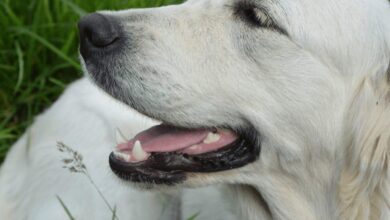 Seu cãozinho tem mau hálito? Saiba que ele pode estar muito doente!