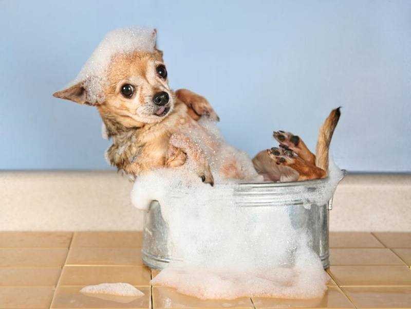 Shampoo caseiro para cães e gatos