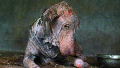 Transformação de cão com sarna impressiona seus cuidadores