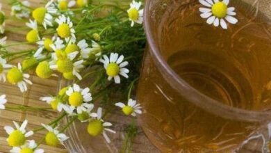 Tudo sobre o relaxante chá de camomila