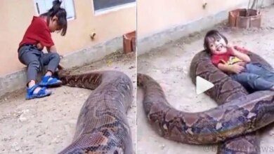 Vídeo de menina brincando com píton gigante viraliza nas redes sociais; Você não teria coragem!