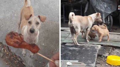 Vídeo: homem dá alimento à cadela faminta e resolve segui-la após animal se recusar a comer
