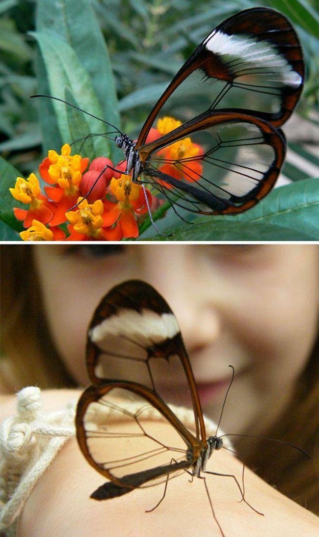 10 animais transparentes que poderiam ter saido direto de um 10 Animais transparentes que poderiam ter saido de um filme