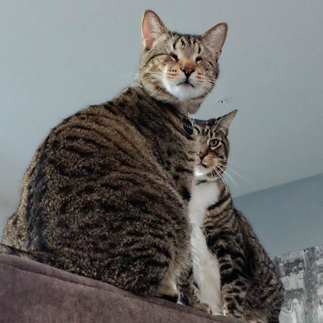 animais-deficientes-1