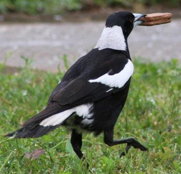 17 Animais que sao ladroes de comida e nem fazem