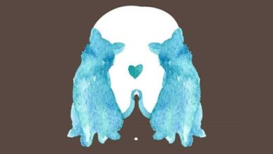 Gato Ou Cachorro: O Primeiro Animal De Estimação Que Você Vir Dirá Algo Interessante Sobre Sua Personalidade