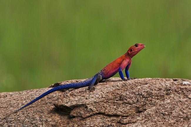 Animais-Coloridos-22