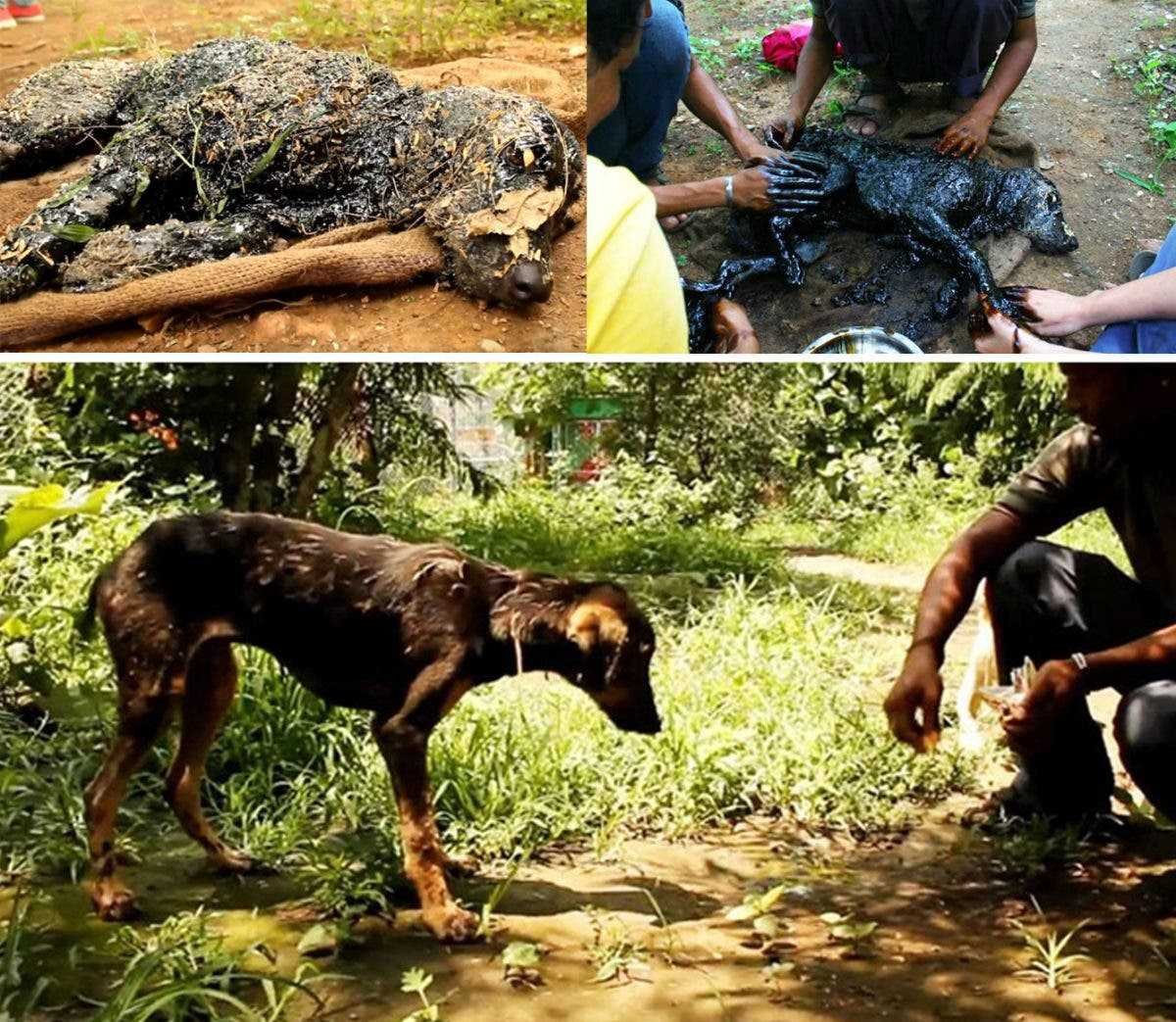 1751343868 953 20 antes e depois de caes resgatados que vao te 1591735788 406 20 antes e depois de caes resgatados que vao te