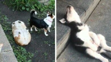 1751387138 15 animais tao dorminhocos que nao conseguem nem disfarcar 15 animais tão dorminhocos que não conseguem nem disfarçar