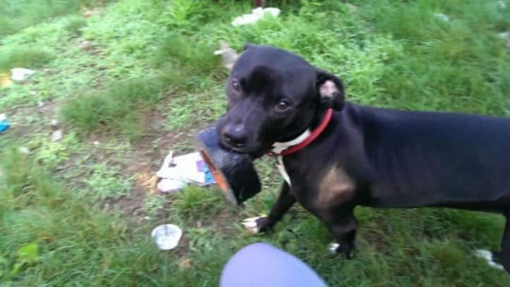 1607176510 709 23 pets que trouxeram presentes muito inusitados para seus donos