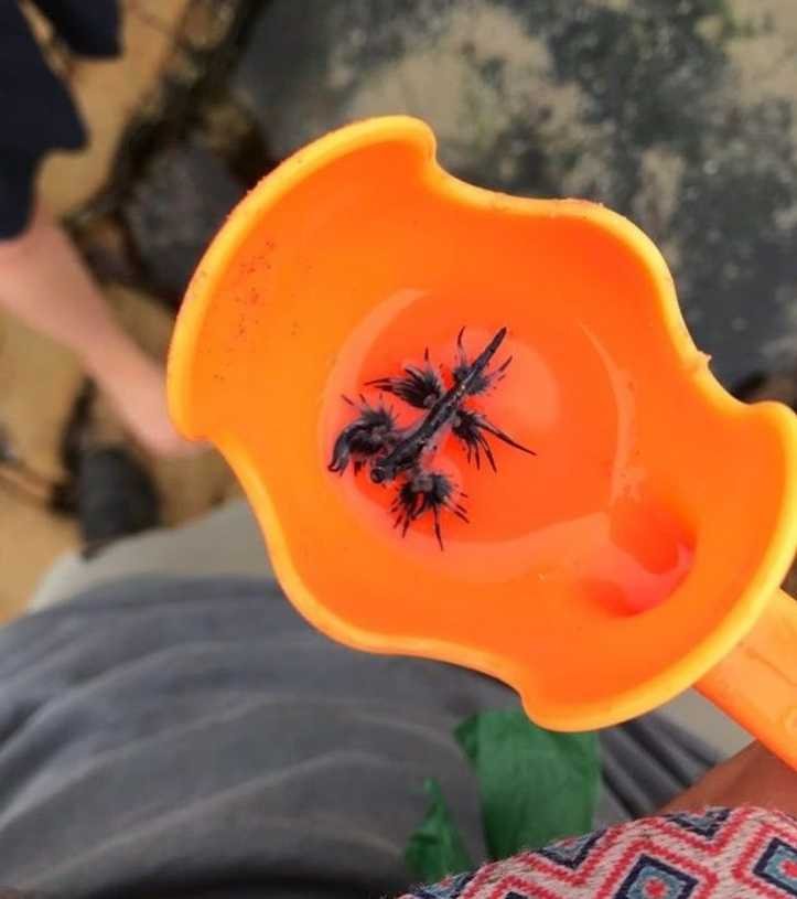 1751393853 483 19 vezes que os internautas capturaram fenomenos raros em fotos 1623776150 556 19 vezes que os internautas capturaram fenomenos raros em fotos