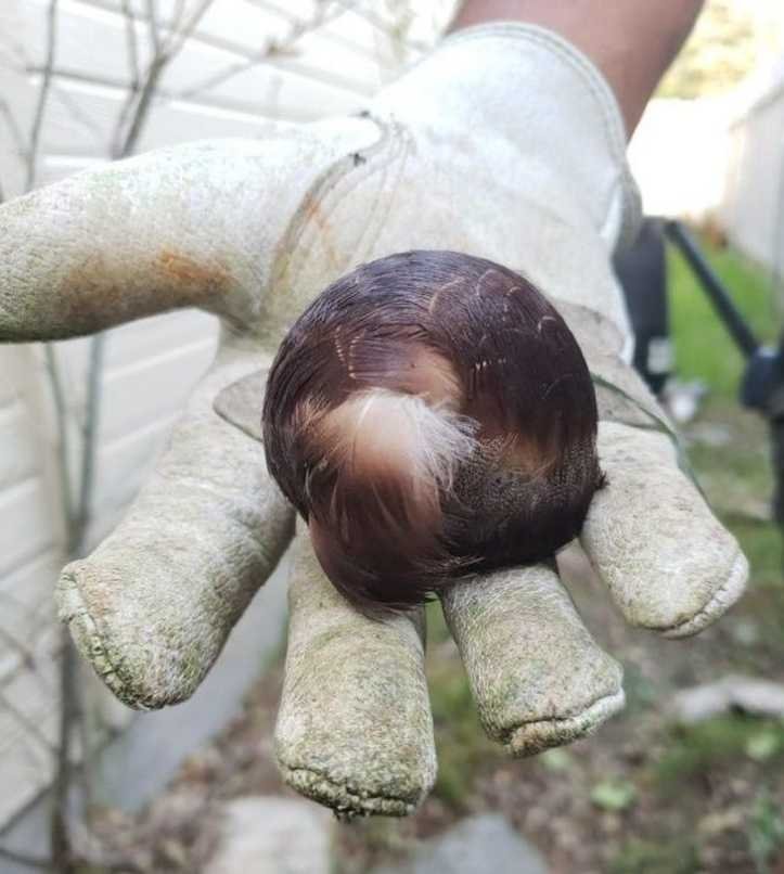 1751393854 773 19 vezes que os internautas capturaram fenomenos raros em fotos 1623776151 934 19 vezes que os internautas capturaram fenomenos raros em fotos