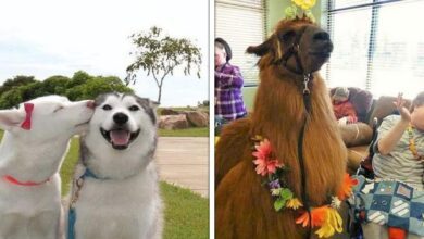 17 Imagens que vão ajudar a deixar o dia mais leve e feliz