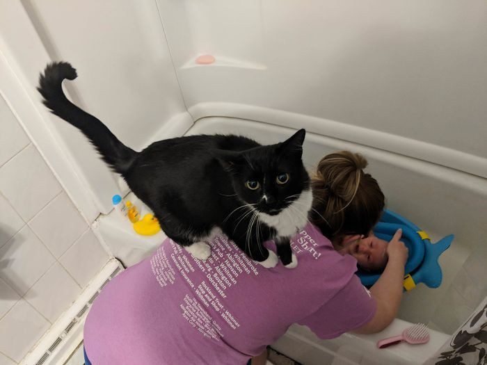 1646758416 146 22 gatos que nao sabem o que e respeitar a